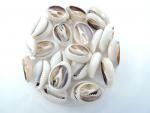 20mm Real Shell Cowrie Shell Craft Button ( Sizes Vary Slightly )
